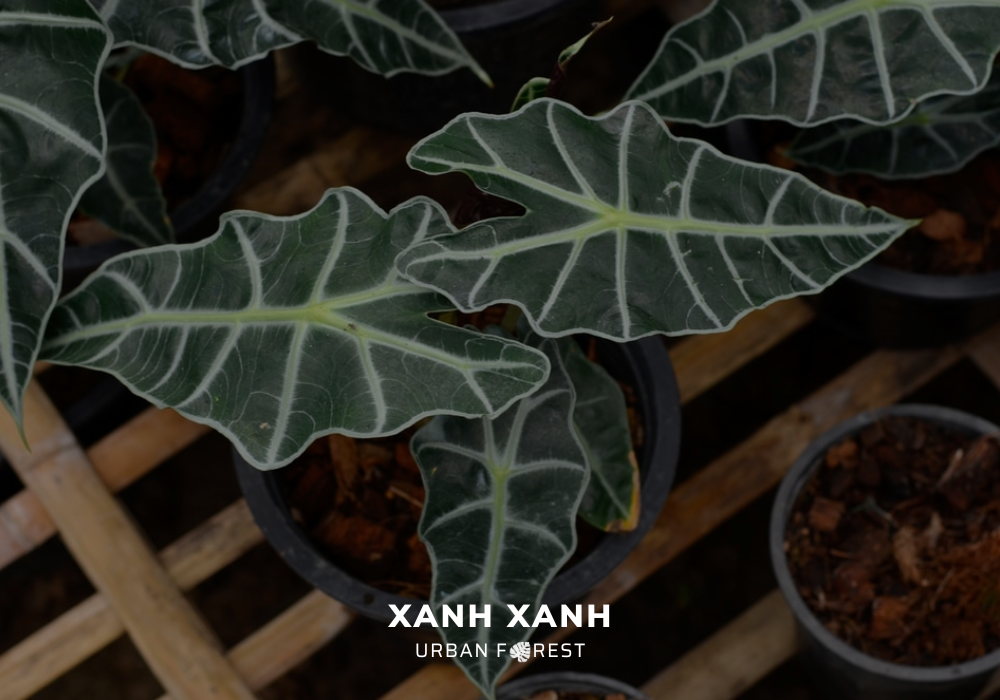 alocasia-plants-care-common-pets