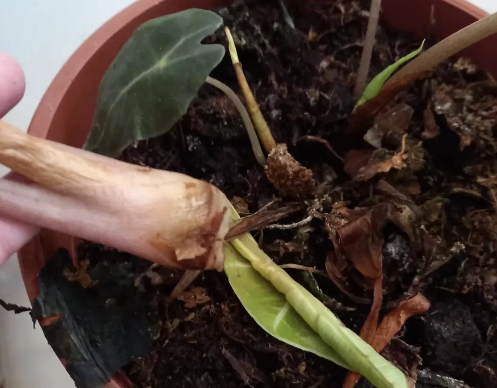 https://xanhxanhurbanforest.com/wp-content/uploads/2024/10/alocasia-plants-care-common-diseases1.webp?utm_source=chatgpt.com